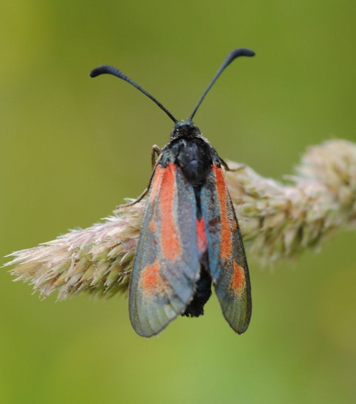 Conferma ID. - Zygaena punctum ?